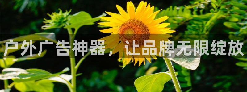 杏宇平台测速链接