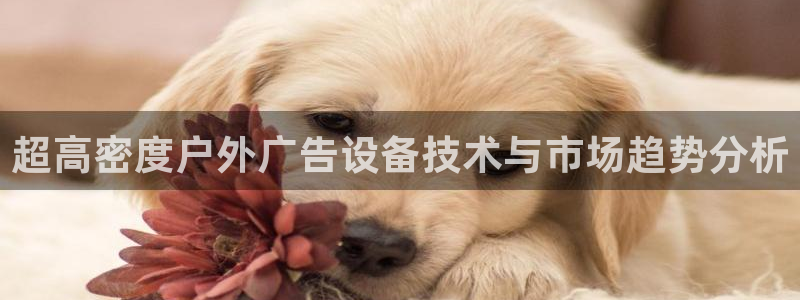 杏宇平台是什么